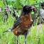 American Robin