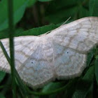 Pale Beauty Moth
