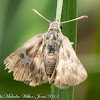 Southern Marbled Skipper Butterfly