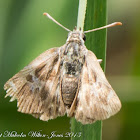 Southern Marbled Skipper Butterfly