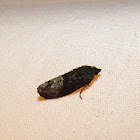 Locust Twig Borer Moth