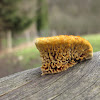 Yellow-red gill polypore or Conifer Mazegill
