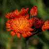 Hawkweed