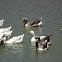 Domestic Swan Goose, Domestic Greylag Goose