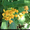 Mexican butterfly weed,    Tropical milkweed