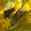 Jagged Ambush Bug