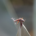 Nailed Grasshopper