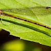 Violet dancer damselfly, female