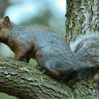 Eastern Gray Squirrel