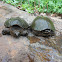 snapping and musk turtles