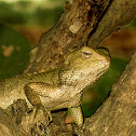 oriental garden lizard female