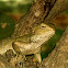 oriental garden lizard female