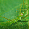 Pale Green Assassin Bug (Nymph)