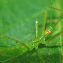 Pale Green Assassin Bug (Nymph)