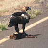 Wedge -tailed Eagle