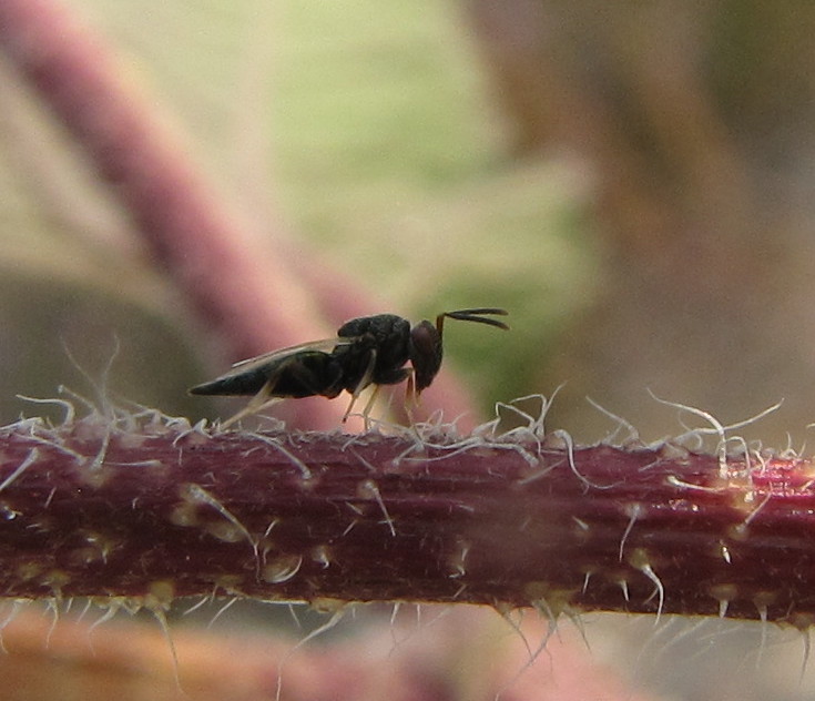 Pteromalid wasp