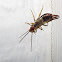 European Earwig (female)