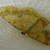 Small Geometrid Moth