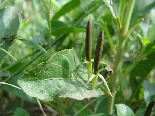 Cracker Plant | Project Noah