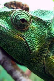 Chameleon Puzzle poster 2