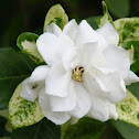 Gardenia Variegata