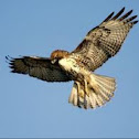 Redtailed hawk