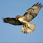 Redtailed hawk