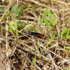Woodland Grasshopper (Ομόκηστος ο κοκκινόπους)