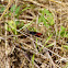 Woodland Grasshopper (Ομόκηστος ο κοκκινόπους)