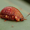 Dotted-lines Leaf Beetle