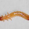 Dendroides larva.