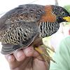Spotted Buttonquail
