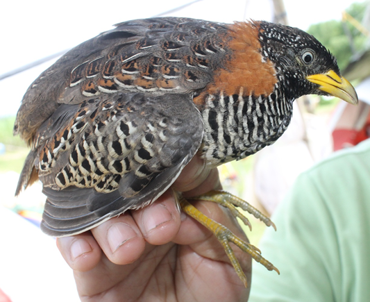 Spotted Buttonquail