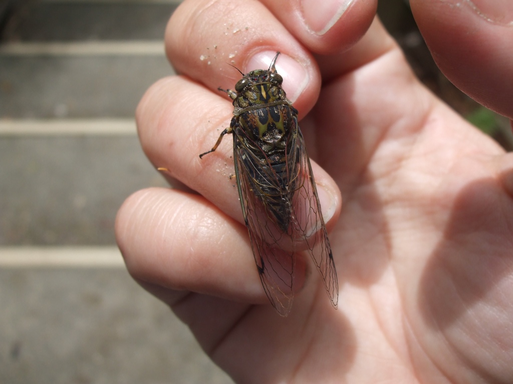 Kikihia (clapping cicada)