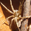Nursery Web Spider(immature)