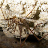 Cave cricket