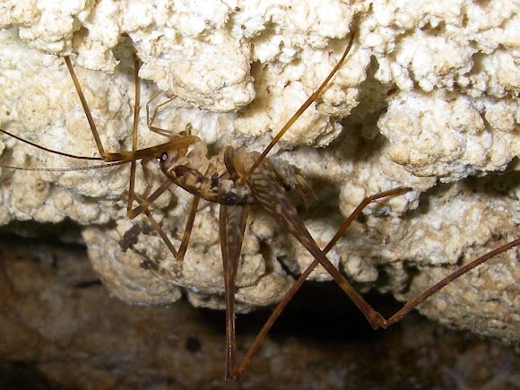 Cave Cricket Project Noah   CbW2pON CndELnS2vXcInt HCNXmCv8zLCZldDk2zDLwuj7Qbm6nOgBHX244CkqXkzYIMBEZOUExCirHtL44=s580