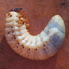 Rhinoceros beetle larva
