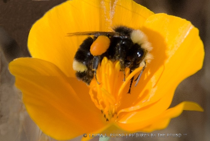California bumblebee (on California poppy)