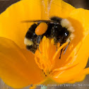 California bumblebee (on California poppy)