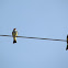 Western Kingbird (family)