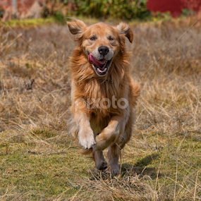 Runner by Alfredo Garciaferro Macchia - Animals - Dogs Running