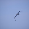 Wandering Albatross 