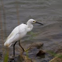 Little Egret