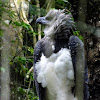 Harpy Eagle,Gavião -Real; (Brazil)