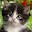 Cat Wallpapers Download on Windows