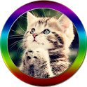 Kitty Kittens icon