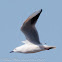 Slender-billed Gull; Gaviota Picofina