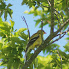 American Goldfinch (female)