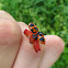 Swamp Milkweed Leaf Beetle